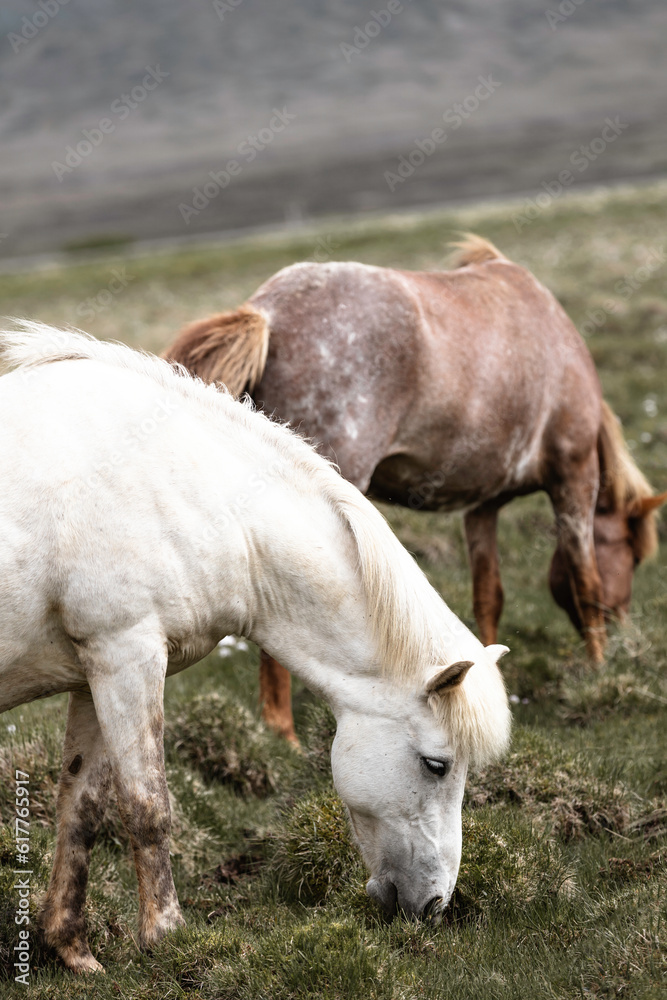 Icelandic horse horses grass landscape nature Icelandic horse horses grass landscape nature