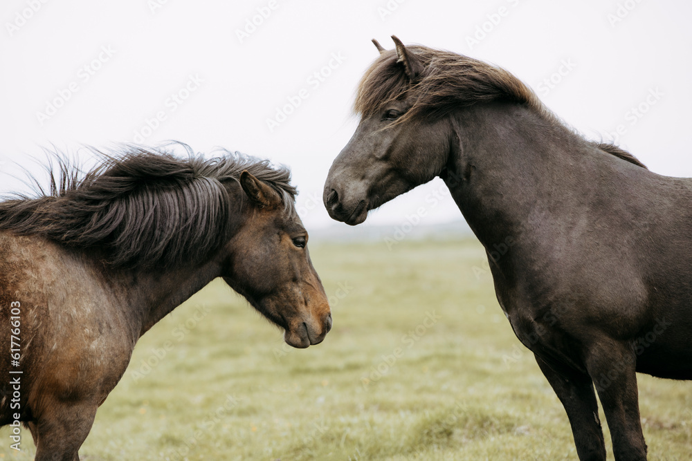 Icelandic horse horses grass landscape nature Icelandic horse horses grass landscape nature