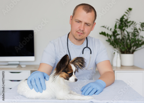 Sick dog on medical table while veterinarian in uniform and gloves checking his fur and skin during examination