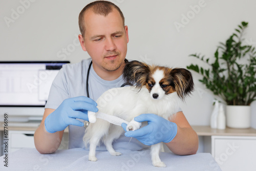 Professional veterinarian in work uniform bandaging a paw of a small dog sitting on the table at veterinary clinic
