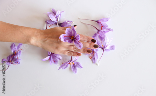 Close-up of hand holding saffron crocus. The crimson stigmas called threads are collected to be as a spice. It is among the world's most costly spices by weight.