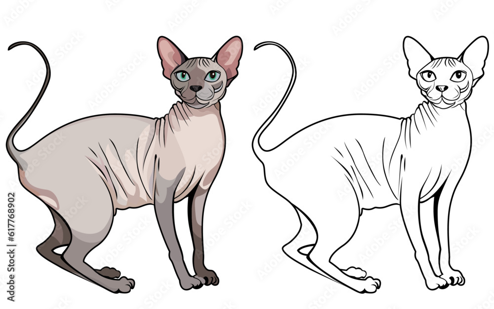 Sphynx cat vector illustration , Canadian Sphynx hairless cat vector image , colored and black and white line art stock vector