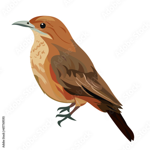 The Rufous hornero, Argentinas national bird vector illustration , Furnarius rufus ovenbird vector flat style image photo
