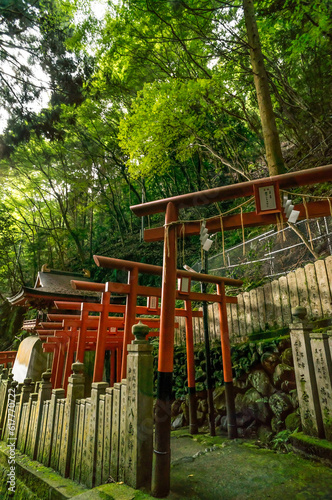 京都 狸山不動院の参道を彩る鳥居のトンネルと夏の新緑