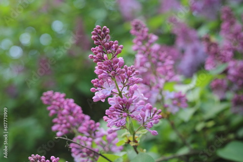 lilac in garden with beautiful purple blossoms