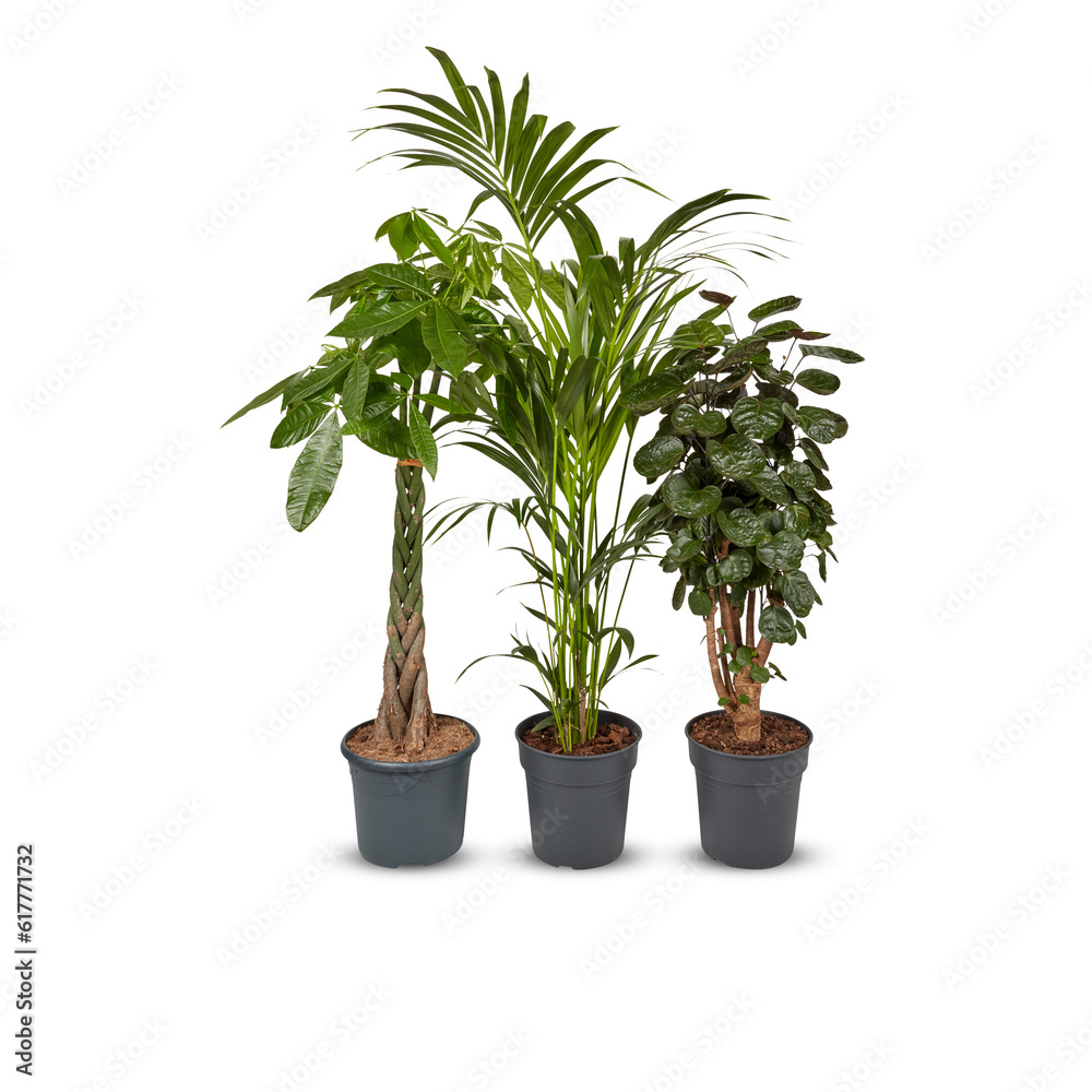Plants in pots decorate the garden to purify the air Cut out, isolated transparent