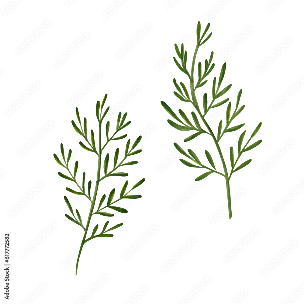 Set of watercolor painted meadow grasses. Medicinal herbs. drawing of green herbs and flowers, painted wild plants, decorative herb frame, floral background, hand-painted nature element . Application Set of watercolor painted meadow grasses. Medicinal herbs. drawing of green herbs and flowers, painted wild plants, decorative herb frame, floral background, hand-painted nature element . Application