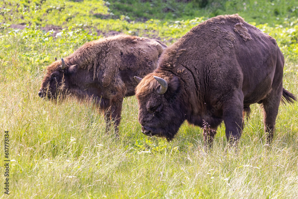 European bison (Bison bonasus) in summer
