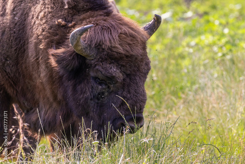 European bison (Bison bonasus) portrait photo