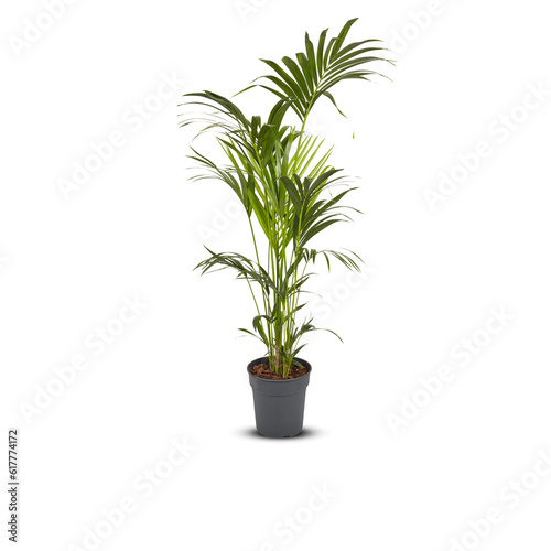 palm tree, betel nut, coconut leaf in a pot Cut out, isolated transparent