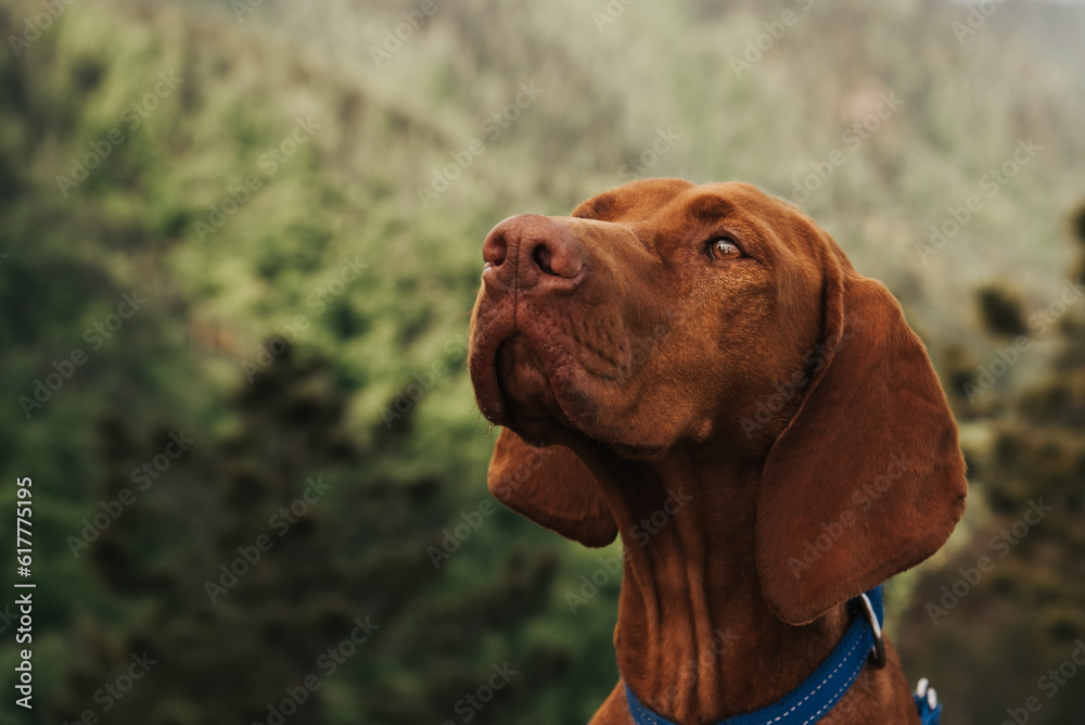 Hungarian Vizsla Pointer Dog Closeup Portrait Hungarian Vizsla Pointer Dog Closeup Portrait