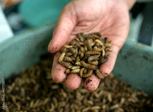 Close up of Black soldier fly (BSF) larvae or maggot on a palm of hand, Hermetia Illucens  insect farms for fish and poultry feed