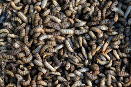 Close up of Black soldier fly (BSF) larvae or maggot, Hermetia Illucens  insect farms for fish and poultry feed