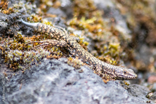 Lizard on the hunt for insects on a hot volcano rock warming up in the sun as hematocryal animal in macro view, isolated and close-up to see the scaled skin of the little saurian in detail eye to eye