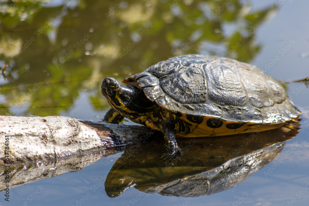 Sunbathing turtle at the shore of a lake warming up in the sunshine as reptiles in natural environment slow walking but fast swimming and deep diving attentive tortoises and exotic pets in garden pond Sunbathing turtle at the shore of a lake warming up in the sunshine as reptiles in natural environment slow walking but fast swimming and deep diving attentive tortoises and exotic pets in garden pond
