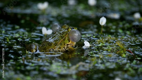 Frog crying. One European frog in water. Pelophylax lessonae calling with inflated vocal sac. Breeding male pool frog. Marsh Frog. Real time.