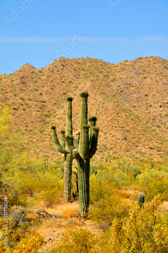 Old Saguaro Cactus Sonora desert Arizona