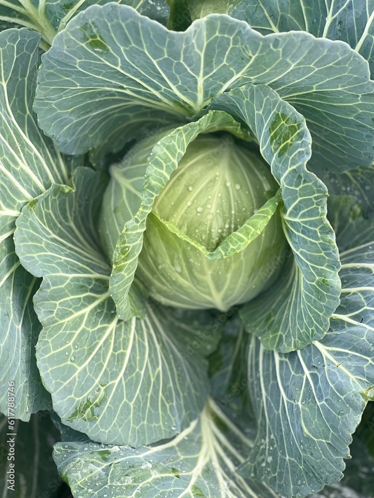 Obraz premium head of cabbage