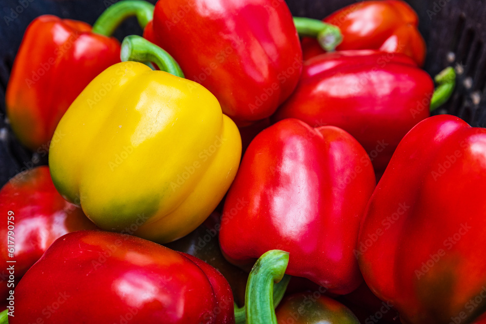 The colorful of bell peppers during harvest time.