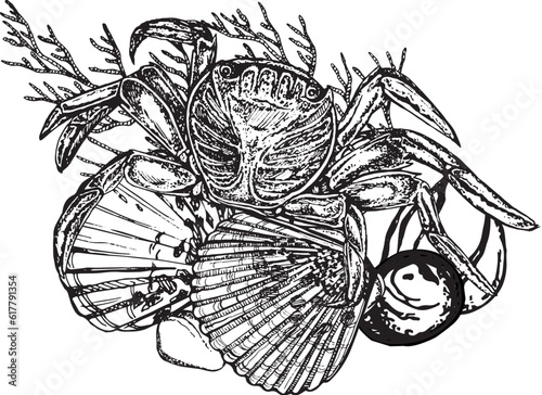 Marine composition of shells, molluscs, algae, crab. Black and white hand-drawn graphics translated into vector. The illustration is intended for  packaging, prints, stickers, posters, postcards