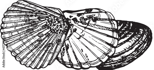 Marine composition of shells. Black and white hand-drawn graphics translated into vector. The illustration is intended for printing on fabric, packaging, prints, stickers, posters, postcards