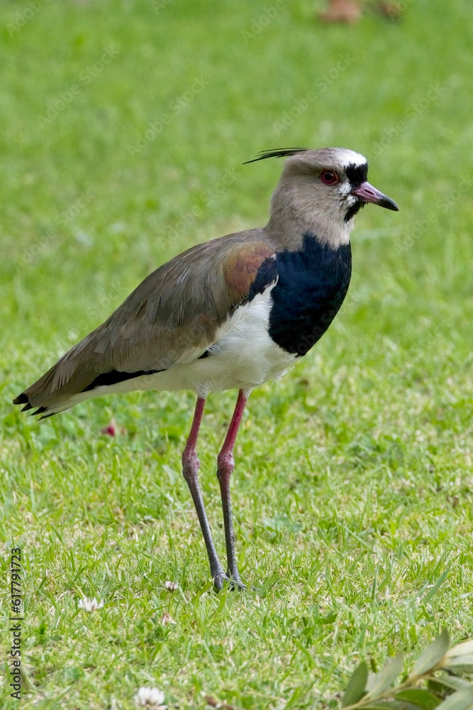 Naklejka premium Southern Lapwing (Vanellus chilensis), standing in a grassy field, Bogota, Colombia.