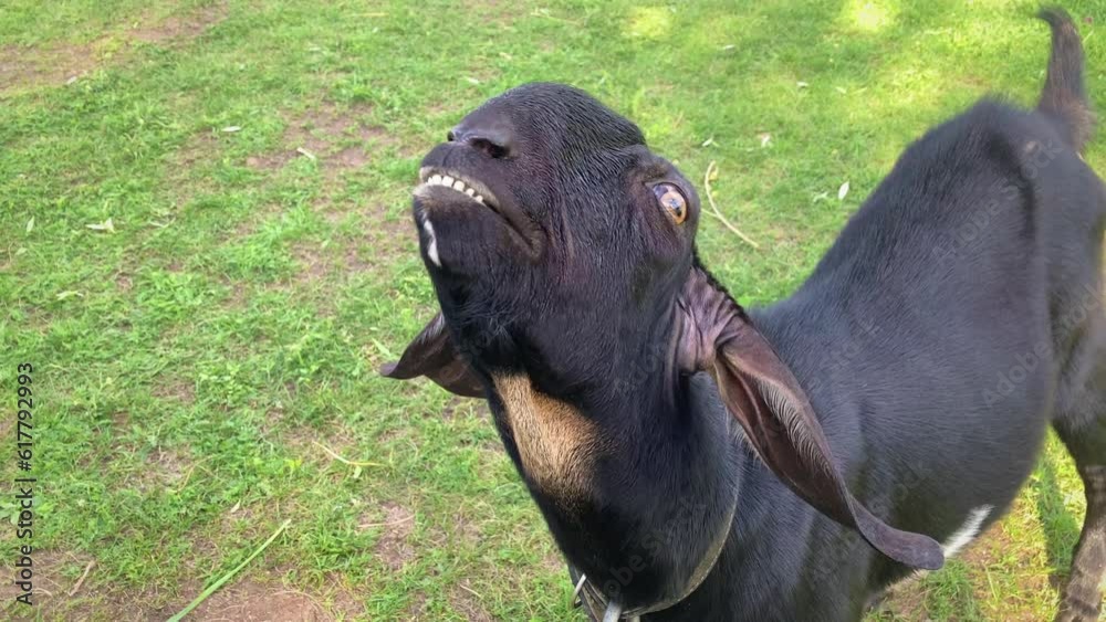 Funny Black Goat Looking at Camera Funny Black Goat Looking at Camera