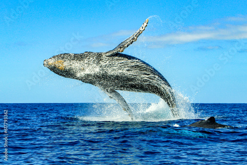 Fototapeta Huge humpback whale emerging from the deep sea waters of Cabo San Lucas in Baja California Sur, Mexico after surfacing to breathe and jumping on the surface of the Pacific Ocean