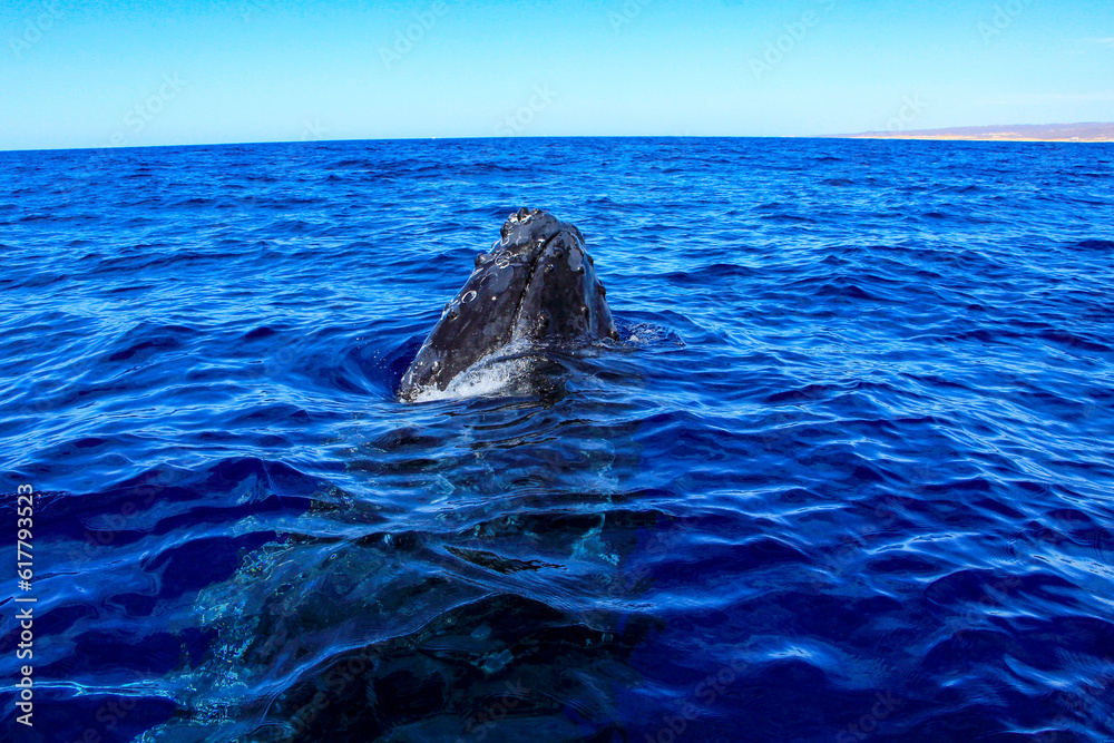 Fototapeta premium Head of a humpback whale emerging from the deep sea waters of Cabo San Lucas in Baja California Sur, Mexico after surfacing to breathe the air of the Pacific Ocean.