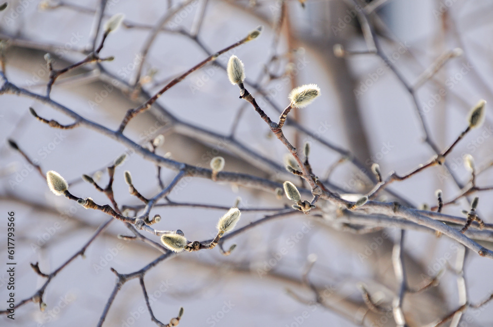 Magnolia Buds Emerging In Spring