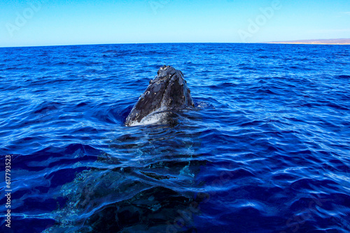 Head of a humpback whale emerging from the deep sea waters of Cabo San Lucas in Baja California Sur, Mexico after surfacing to breathe the air of the Pacific Ocean. © Lifes_Sunday
