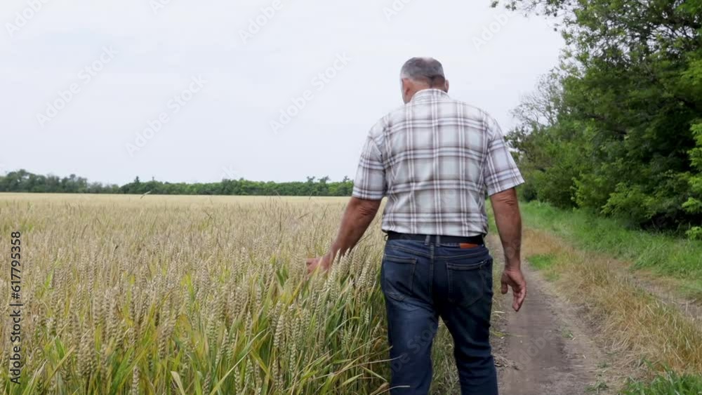 A farmer's hand over a wheat field holds an ear of wheat and checks the quality. The farmer checks with his hand the spikelets of ripe wheat. Conducts an inspection, inspects the grain field before ha A farmer's hand over a wheat field holds an ear of wheat and checks the quality. The farmer checks with his hand the spikelets of ripe wheat. Conducts an inspection, inspects the grain field before ha