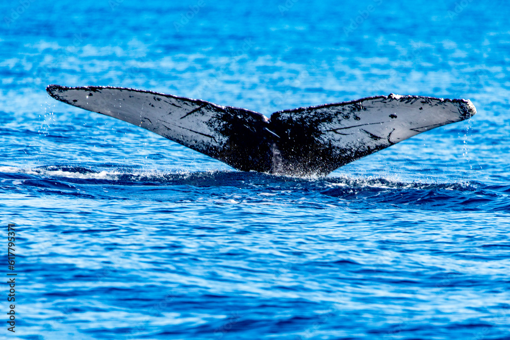 Fototapeta premium Tail of a humpback whale diving in the deep sea waters of Cabo San Lucas in Baja California Sur, Mexico.