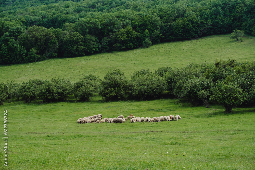 A herd of sheep grazes on a green field. Green trees, deciduous forest. Natural background. 