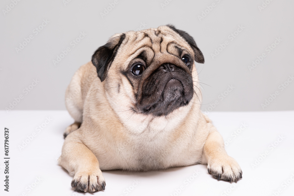 Cute pet dog pug breed smile with happiness feeling so funny and making serious face isolated on white background