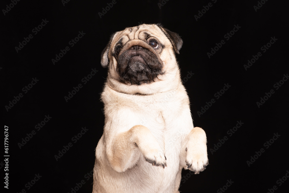 Cute dog pug breed looking camera and making funny face isolated on black background