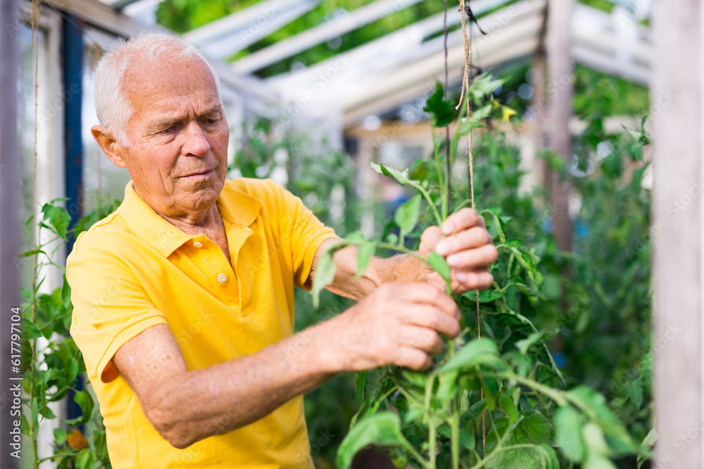 Fototapeta premium Caucasian man working in greenhouse