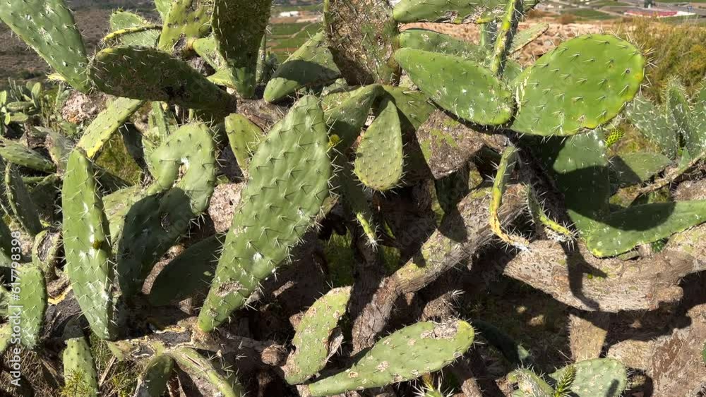 Cactus close-up. Green cactus field landscape. Cactuses with yoke in Spain rural. Cacti in a field. Cactuses in nature. Cactus closeup green background. Green plant in Texas, Arizona Cactus close-up. Green cactus field landscape. Cactuses with yoke in Spain rural. Cacti in a field. Cactuses in nature. Cactus closeup green background. Green plant in Texas, Arizona