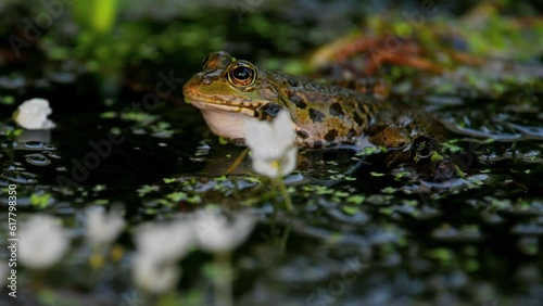 Frog crying. One European frog in water. Pelophylax lessonae calling with inflated vocal sac. Breeding male pool frog. Marsh Frog. Real time.