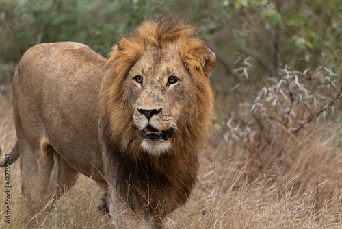lion in the wild