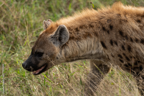 spotted hyena in the savannah