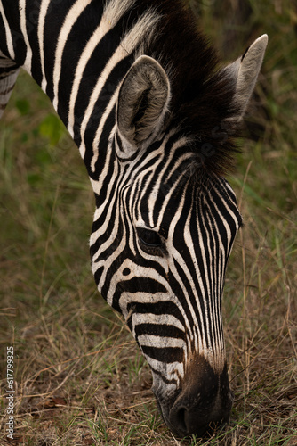 zebra eating grass