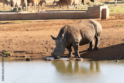 rhino drinking water