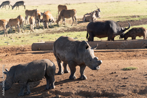 herd of  rhyno and other animals