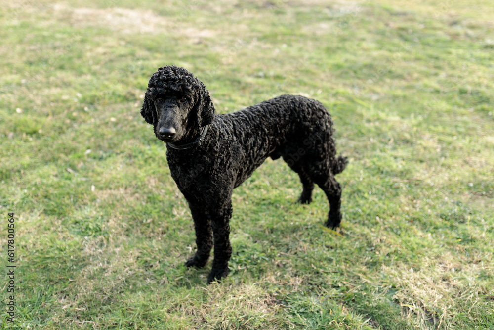 A one year old solid black standard poodle standing on grass A one year old solid black standard poodle standing on grass