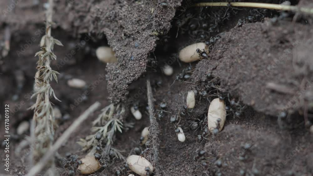 Black Ants in an anthill moving eggs. Macro slow motion.Type 3 Black Ants in an anthill moving eggs. Macro slow motion.Type 3