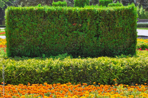 Decorative green boxwood hedge and bright Tagetes in the city garden