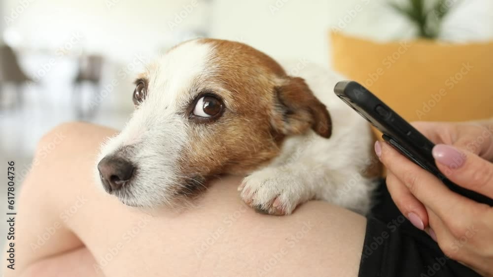 Owner with a pet. Dog jack russell terrier lies on the female legs. Girl using smartphone with touching screen for internet surfing on-line. Owner with a pet. Dog jack russell terrier lies on the female legs. Girl using smartphone with touching screen for internet surfing on-line.