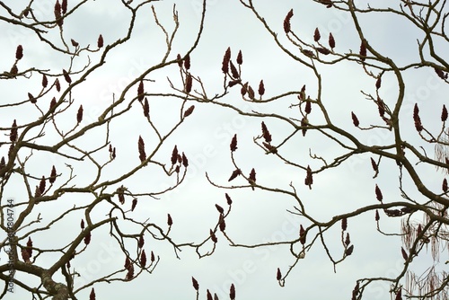 Rhus typhina - background of tree branches  with red fluffy buds against the background of the cloudy sky