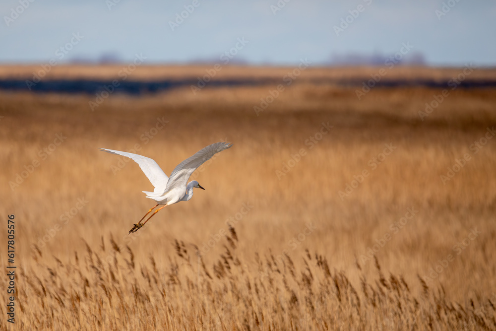 Auffliegender Silberreiher über Schilf bei Zingst an der Ostsee. Auffliegender Silberreiher über Schilf bei Zingst an der Ostsee.